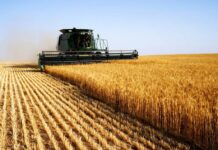 Продуктивность сортов пшеницы Ника Д, Богдана и Скиф в Запорожской области