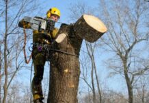 Когда деревья обрезать, а когда лучше удалить?