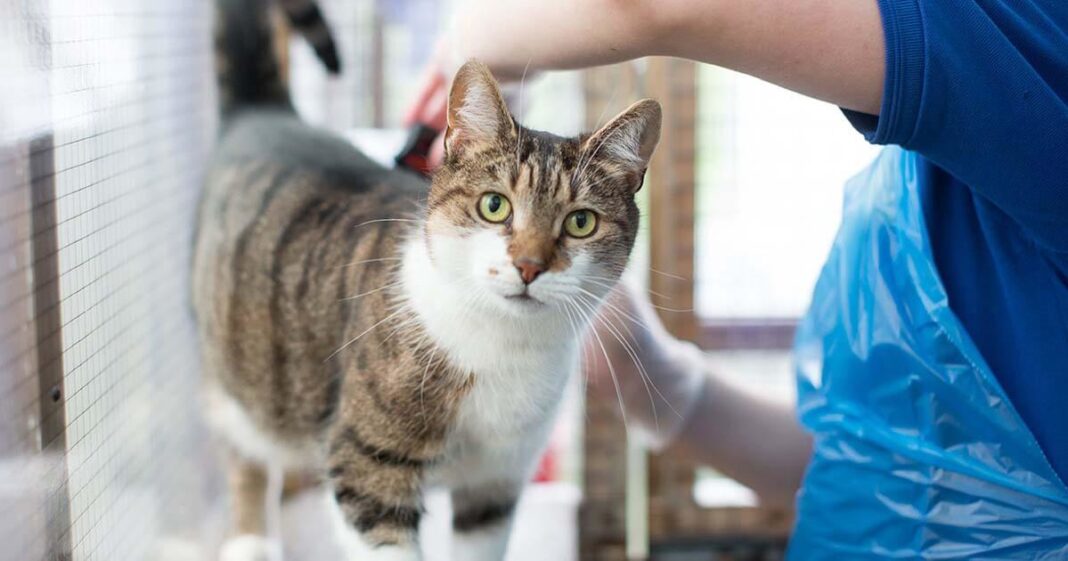 antibiotics-and-cats-og