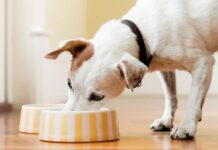 Нестандартные сухие корма для собак, такие как корм холистик