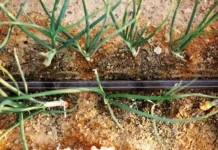 Капельная лента от компании «Agrovsesvit»